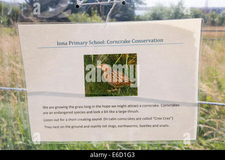 Ein Projekt zu versuchen und Hilfe der seltenen Wachtelkönig-Rasse, von der Grundschule auf der Isle of Iona Mull, Schottland, UK. Stockfoto