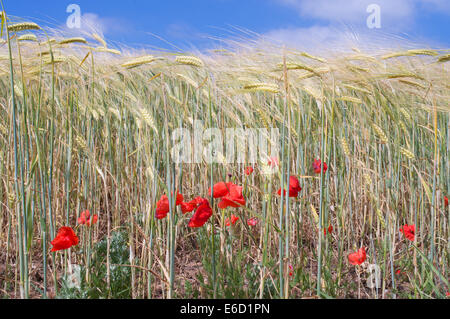 Rote Mohnblumen wachsen an der Seite von einem Maisfeld auf der l'Île de Ré, Charente-Maritime, Frankreich Stockfoto