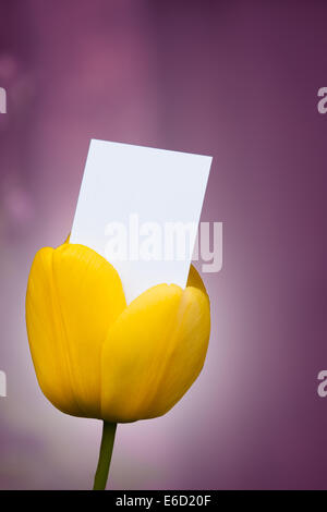 Leere Visitenkarte aus einer Tulpe Stockfoto