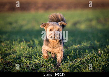 Norfolk Terrier stehend auf einer Wiese, Deutschland Stockfoto