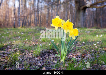 Drei gelbe Narzissen wachsen in einem Garten im Frühling. Stockfoto