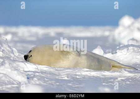 Harp Seal (Pagophilus Groenlandicus) Welpe schlafend auf Eis, Magdalen Inseln, St.-Lorenz-Golf, Québec, Kanada Stockfoto