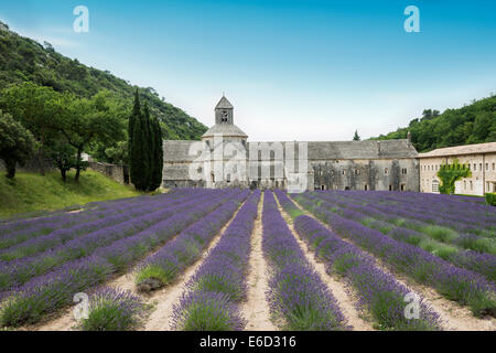 Zisterzienserabtei Sénanque mit Lavendelfeld in Gordes, Vaucluse, Provence, Provence-Alpes-Côte d ' Azur, Frankreich Stockfoto