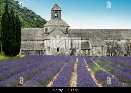 Zisterzienserabtei Sénanque mit Lavendelfeld in Gordes, Vaucluse, Provence, Provence-Alpes-Côte d ' Azur, Frankreich Stockfoto