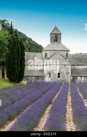 Zisterzienserabtei Sénanque mit Lavendelfeld in Gordes, Vaucluse, Provence, Provence-Alpes-Côte d ' Azur, Frankreich Stockfoto