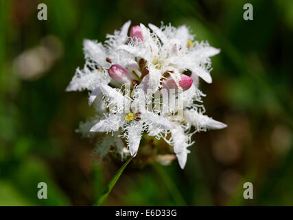 Fieberklee (Menyanthes Trifoliata), Upper Bavaria, Bavaria, Germany Stockfoto