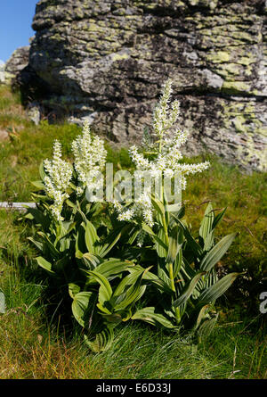Falsche Weiße Nieswurz (Veratrum Album), Saualpe Alm, Kärnten, Österreich Stockfoto
