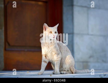 Rote Creme Tabby Katze sitzt vor einer Tür, Deutschland Stockfoto