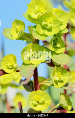 Holz-Wolfsmilch (Euphorbia Amygdaloides), Blüte Stockfoto