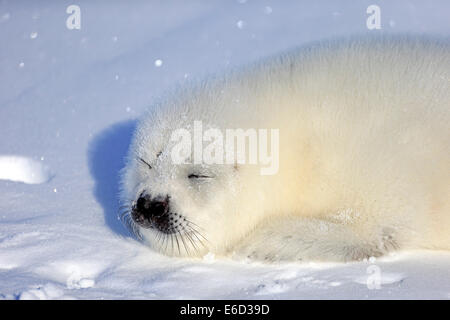 Harp Seal (Pagophilus Groenlandicus) Welpe schlafend auf Eis, Magdalen Inseln, St.-Lorenz-Golf, Québec, Kanada Stockfoto