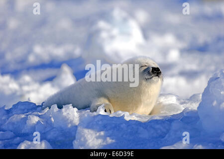 Harp Seal (Pagophilus Groenlandicus) Welpe schlafend auf Eis, Magdalen Inseln, St.-Lorenz-Golf, Québec, Kanada Stockfoto