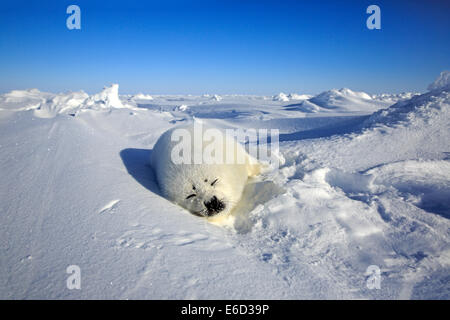 Harp Seal (Pagophilus Groenlandicus) Welpe schlafend auf Eis, Magdalen Inseln, St.-Lorenz-Golf, Québec, Kanada Stockfoto