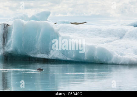 Gemeinsamen Dichtung Swimimng im betreffenden Gletscherlagune Jökulsárlón, unter dem Eis. Stockfoto