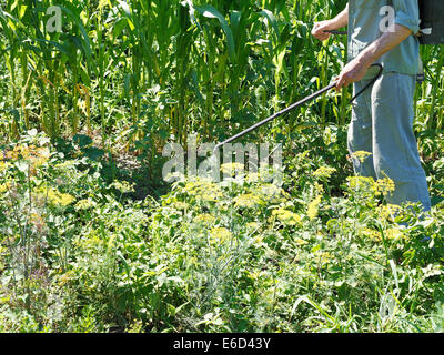 Mann sprüht Pestizide auf Kartoffel-Plantage im Garten im Sommer Stockfoto