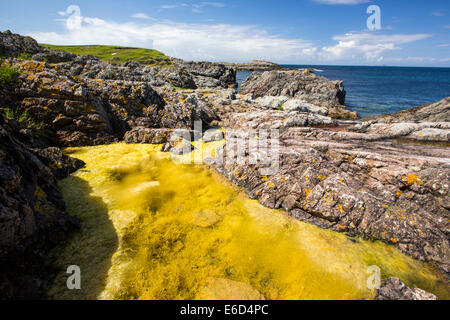 Algen wachsen in einem Rock Pool auf den Norden von Iona, aus Mull, Schottland. Stockfoto