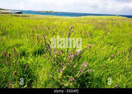 Machair, sandigen Grünland Lebensraum reich an wilden Blumen einzigartig zu den Hebriden-Inseln auf Iona, aus Mull, Schottland. Stockfoto