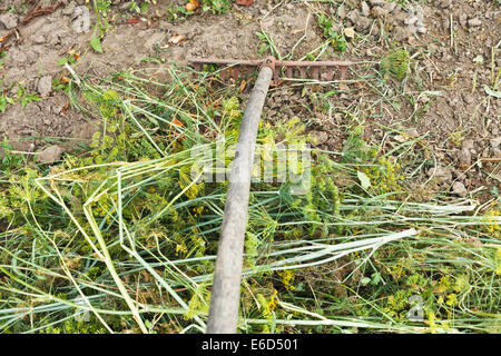 Versammlung gemähten Rasen von Rake in Garten im Sommer Stockfoto