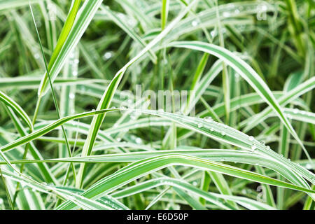 grüne Grashalme Carex Morrowii Japonica dekorative nach Regen nass Stockfoto