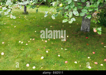 die Reifen Äpfel liegen auf dem grünen Rasen unter Apfelbaum im Sommer Stockfoto