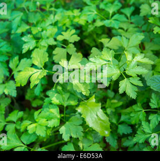 Frischen Koriander Kräuter wachsen in einen Bio-Garten Stockfoto