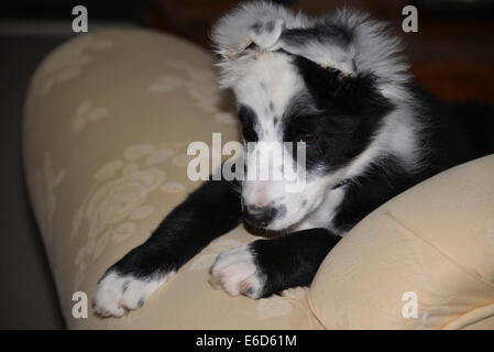 schwarze und weiße Colllie Hündchen 12 Wochen alt, spielen, Essen Trinken im Garten auf Sofa niedlich Stockfoto