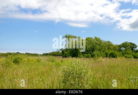 Ein Blick auf Upton Fen National Nature Reserve auf den Norfolk Broads in Upton, Norfolk, England, Vereinigtes Königreich. Stockfoto