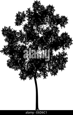 Detaillierte Vektor-Illustration einer generischen Baum Silhouette Stock Vektor