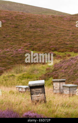 Bienenstock im wohngebiet