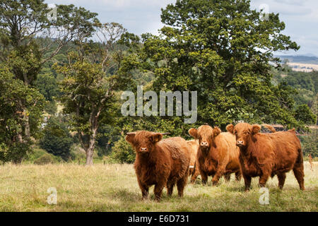 Young Hochlandrinder im Feld Perthshire Bauernhof, Scotland, UK Stockfoto