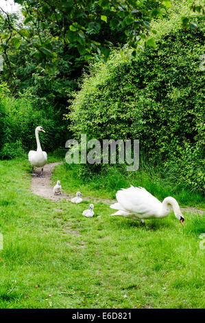 Höckerschwan Stockfoto