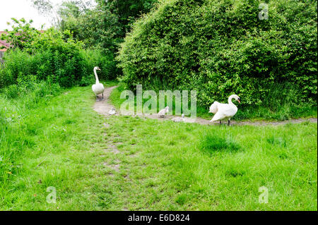 Höckerschwan Stockfoto