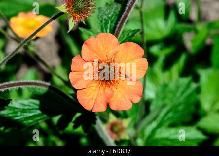 Geum, völlig Mandarine Stockfoto