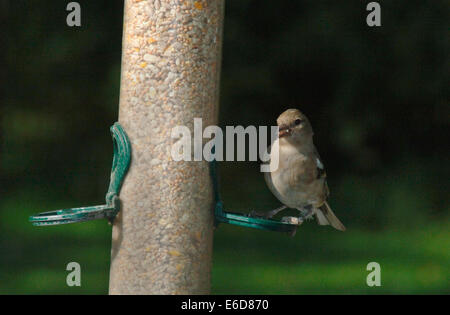 Eine weibliche Buchfinken (Fringilla Coelebs) auf A Seed Feeder. Stockfoto