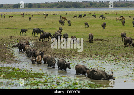 Linie der Wasserbüffel (Bubalus beispielsweise) zu Fuß durch einen Sumpf, in der Nähe von Yala-Nationalpark, Sri Lanka Stockfoto