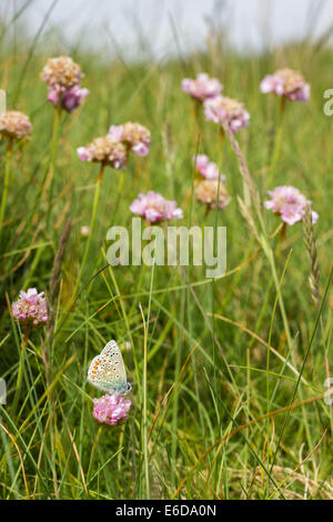 Gemeinsame blaue Polyommatus Icarus, Fütterung auf die Küsten blühende Pflanze der Sparsamkeit Armeria Maritima, St. Marien, Isles of Scilly, Stockfoto