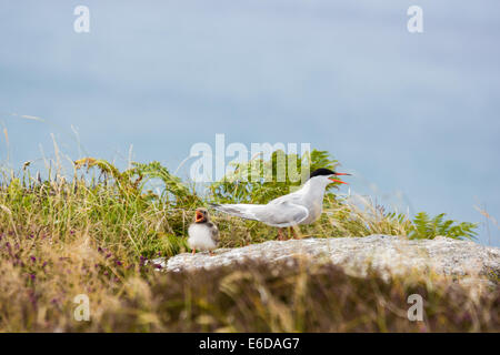 Gemeinsamen Seeschwalbe Sterna Hirundo, ein Erwachsener Seeschwalbe sitzt mit ihren Küken, beide fordern, fast so, als ob das Küken zu übergeordneten S kopieren Stockfoto