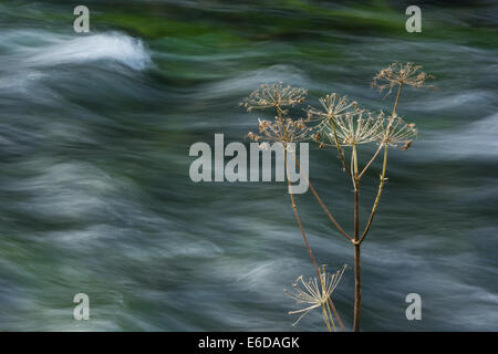 Kuh Petersilie Anthriscus Sylvestris, säumen die Ufer des Fluss Dove, sie noch gegen die Strömung des Wassers, Dovedale bleiben, Stockfoto