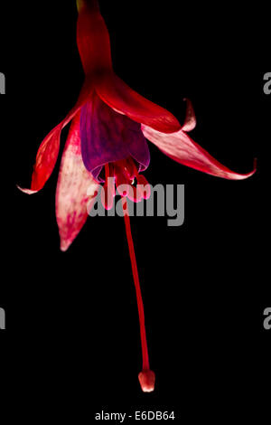 Fuchsie fehlt, die entwickelnden Flowerhead einer einzelnen Blume erschossen vor einem schwarzen Hintergrund, Tamworth, November. Stockfoto