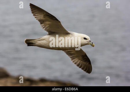 Nördlicher Fulmar Fulmarus glacialis, Erwachsener im Flug von der Unterseite aus gesehen Stockfoto