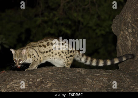 Gemeinsamen Genet (Genetta Genetta), ein regelmäßiger Besucher im Shinde Camp, Okavango Delta, Botswana Stockfoto