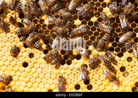 Englische Arbeiter Bienen im Bienenstock, Pflege und Fütterung kürzlich geschlüpfte Larven, auf der Suche nach geschlossenen Brut und Vorbereitung neue Zellen Stockfoto