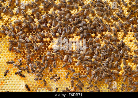 Englische Arbeiter Bienen im Bienenstock, Pflege und Fütterung kürzlich geschlüpfte Larven, auf der Suche nach geschlossenen Brut und Vorbereitung neue Zellen Stockfoto