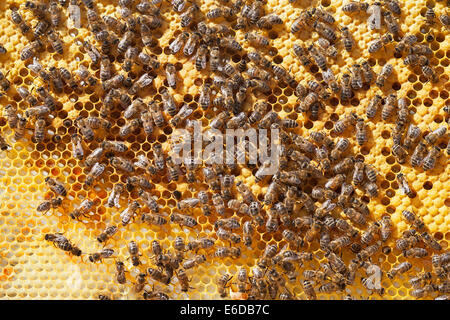 Englische Arbeiter Bienen im Bienenstock, Pflege und Fütterung kürzlich geschlüpfte Larven, auf der Suche nach geschlossenen Brut und Vorbereitung neue Zellen Stockfoto