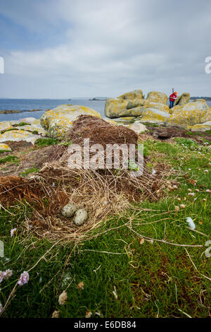 Weniger schwarz-unterstützte Möve Larus Fuscus, das Nest von einem Larus Fuscus Möve Arten mit zwei Eiern in RSPB Feld Forscher Dose Stockfoto