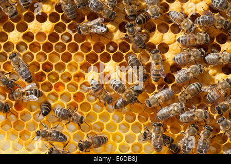 Englische Arbeiter Bienen im Bienenstock, Pflege und Fütterung kürzlich geschlüpfte Larven, auf der Suche nach geschlossenen Brut und Vorbereitung neue Zellen Stockfoto