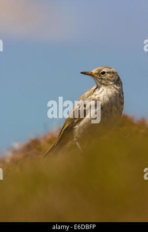 Rock Pipit Anthus petrosus, ein Porträt eines Felspipit, wie er nach Nahrung in der küstennahen Heide Lebensraum sucht Stockfoto