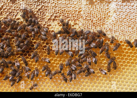 Bienenstock Honig Bogen mit versiegelten gespeicherten Honig für den Winter über Nektar mit englischen Arbeiter Honigbienen unten und dann neue Kamm Stockfoto