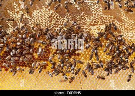 Bienenstock mit Honig Bogen der versiegelt gespeicherten Honig für den Winter über Nektar mit englischen Arbeiter Honigbienen unten und dann neue Kamm Stockfoto