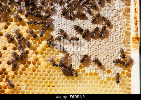 Queen Bee, Zentrum am Rand der angeschnittene Ärmel Honig suchen zur Eiablage in der Nähe von Honig Bogen. Arbeitnehmer, die Fütterung der Brut Larven in Zellen Stockfoto