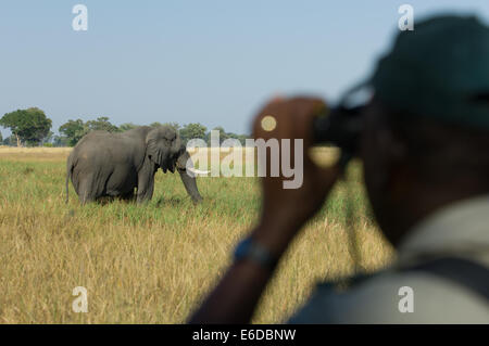 Safari-Guide Anzeigen von einem männlichen afrikanischen Elefanten (Loxodonta Africana) mit dem Fernglas auf eine Wandersafari in der Nähe von Shinde Lagune, Okavango Delta, Botswana Stockfoto